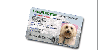license pet driver states tag dog drivers tags official