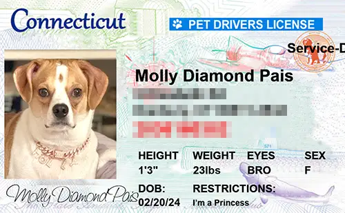 Custom Pet Licenses for State Connecticut