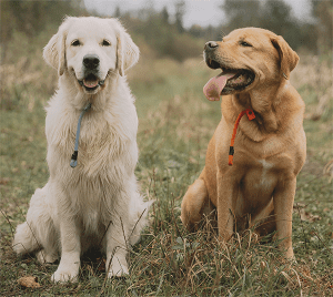 Why Dog Identification is Essential for Pet Safety and Reunification