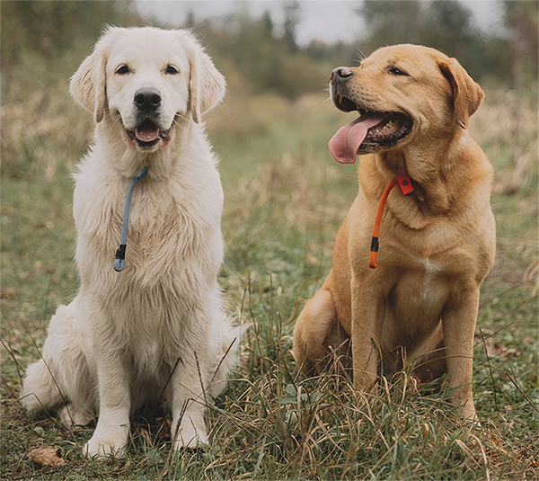 A dog with a personalized collar and ID tag, showcasing the importance of pet identification