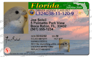 ORLANDO FLORIDA License NEW Plastic