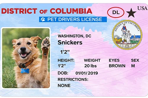 Washington DC custom pet ID card and tags