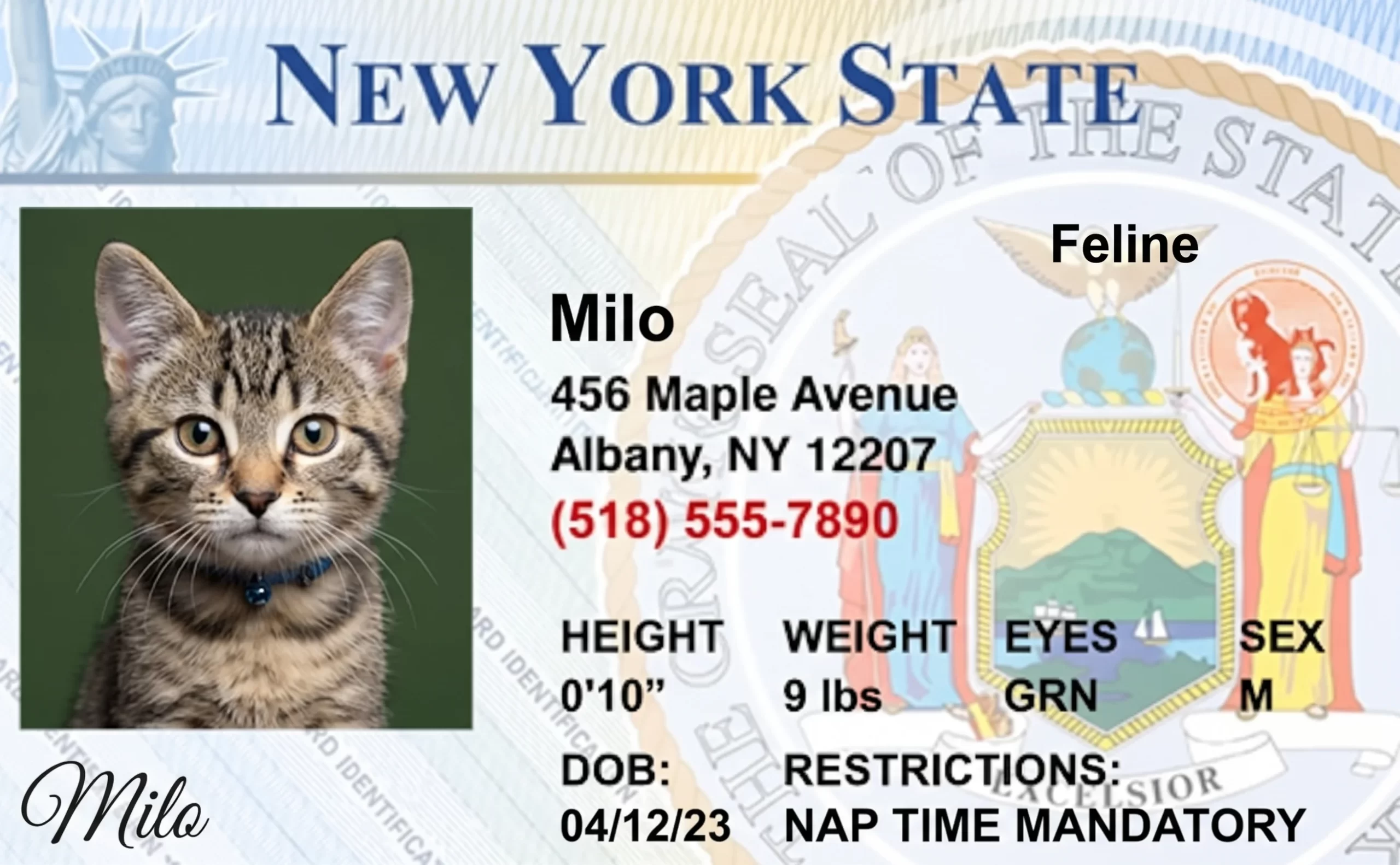 Cat ID card with a cat's photo, styled after a state driver's license